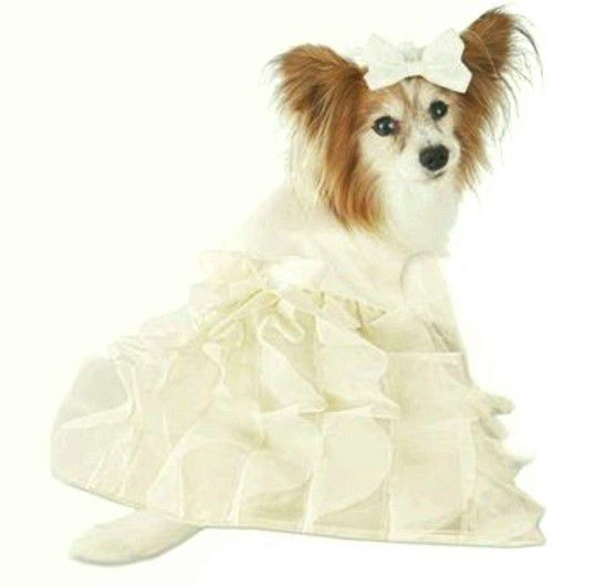 Wedding dress and veil for dog MEDIUM (dog not for sale)