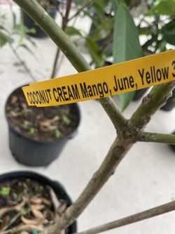Grafted Mango Tree 7 Gal 