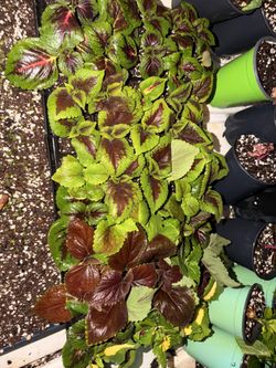 Coleus