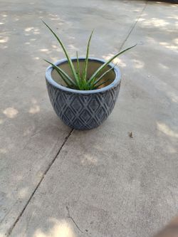 Aloe Vera plant and pot