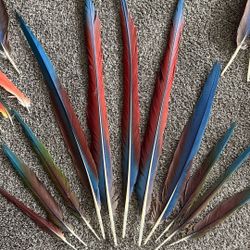 Green Winged Macaw Feathers 36 Pc