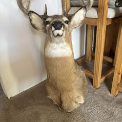 Large Perfect Condition Deer Mount 