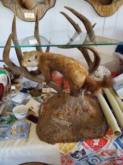 Taxidermy table