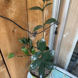 ZZ Plant (Zamioculcas zamiifolia) – Easy Care Houseplant 🌿
