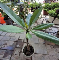 Plumeria Pink Flower Plant