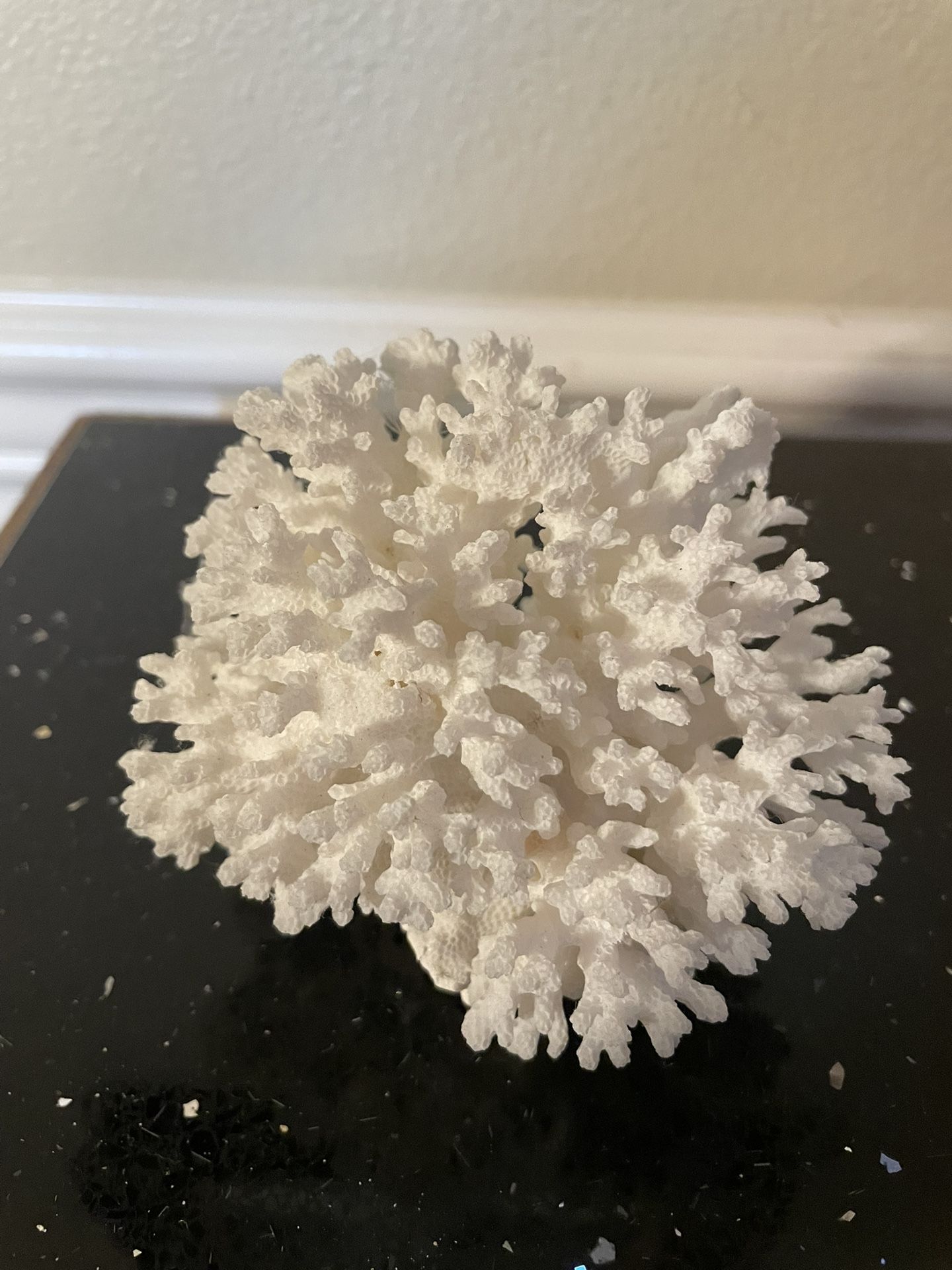 Real Cauliflower Coral 4”x4”