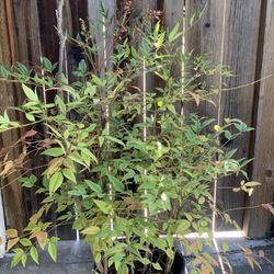 Large Heavenly Bamboo Live Plant  in 5 Gallon Pot 5 FT Tall  Cash only  
