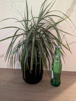 Dracaena Marginata