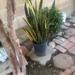 Snake Plant 20