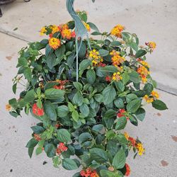 Orange Lantana Beautiful And Healthy HANGING BASKETS PLANTS ARRIVED. $14 each