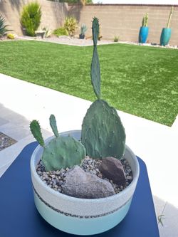 Prickly Pear Live Cactus In Ceramic Planter 