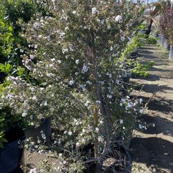 White Tea Tree 