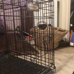Dog Cage Or Cat 