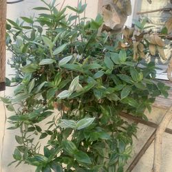 Hanging Plant Container. Qty 2 $20 Each.