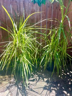 Set of large plants