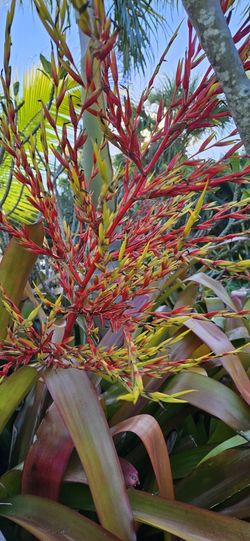 Giant Sun Bromeliads