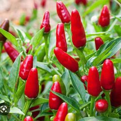 Thai Very Hot Red Pepper Seedling Plants Fully Rooted Free Black Eyed Susan Plant