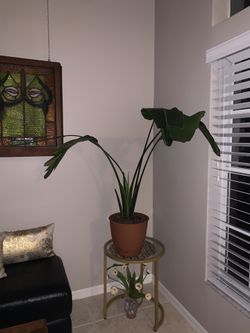 Bird of Paradise Plant