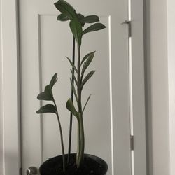 ZZ Plant