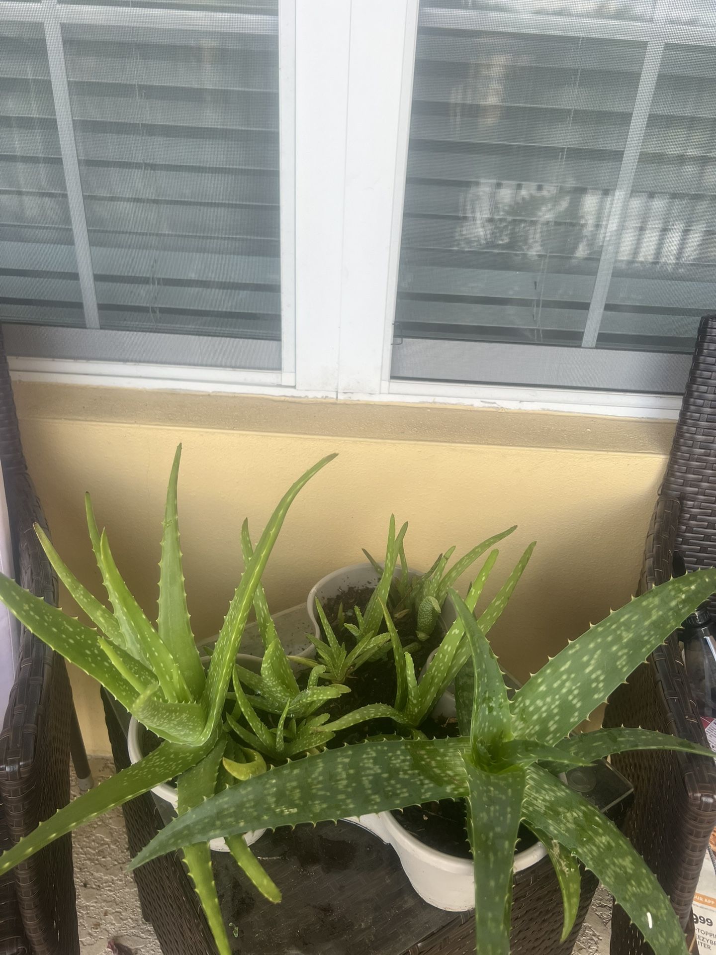 Set Of Alloe Vera Plants
