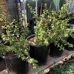 Very healthy elephant and slipper succulent plants in 5 gallon and 1 gallon pots $30 and $10 each