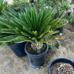 Sago Palm
