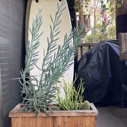 Outdoor Plants In Wooden Pot