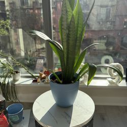 🪴 Snake Plant (Sansevieria) 