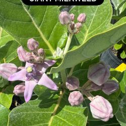 🦋 Giant Milkweed (Calotropis gigantea)