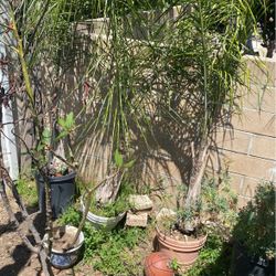 Plam Trees