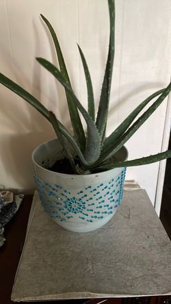 Aloe Vera plants