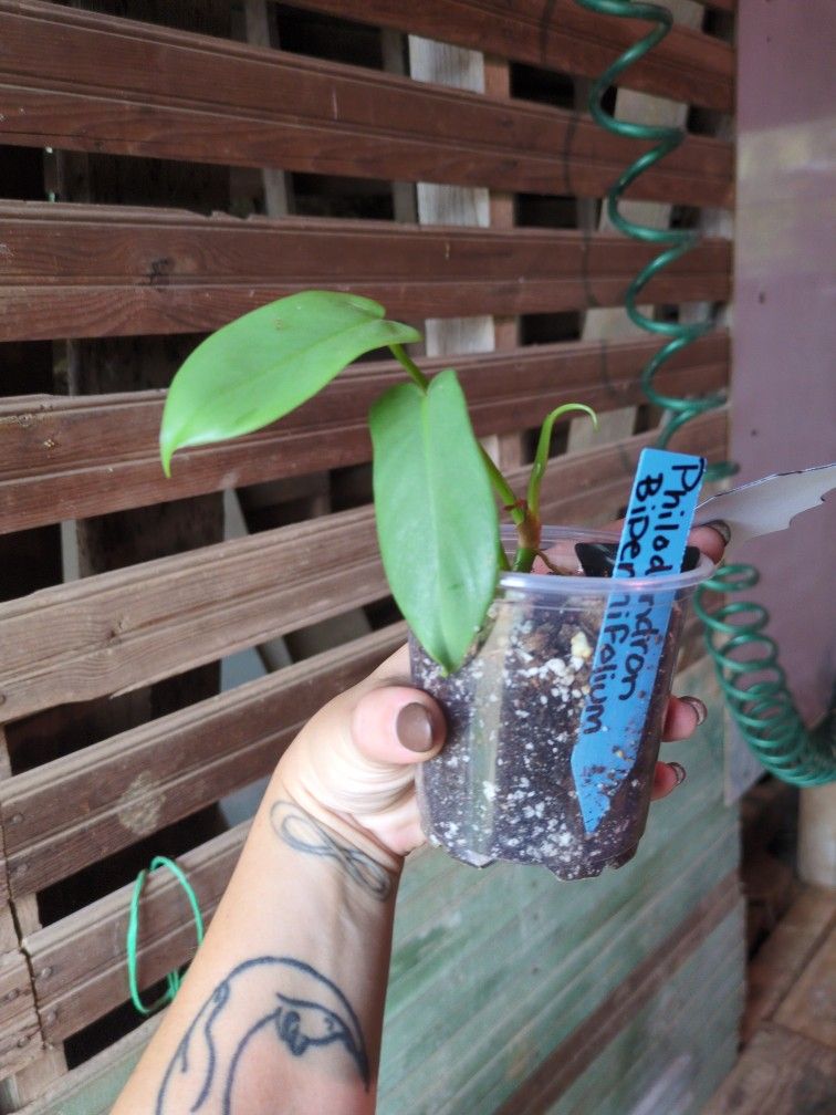 Philodendron Bipennifolium