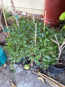 Lá Mơ – Vietnamese Piper Lolot Leaves