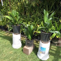 Clive’s Miniata- Kafir Lily-Belgian Hybrid 