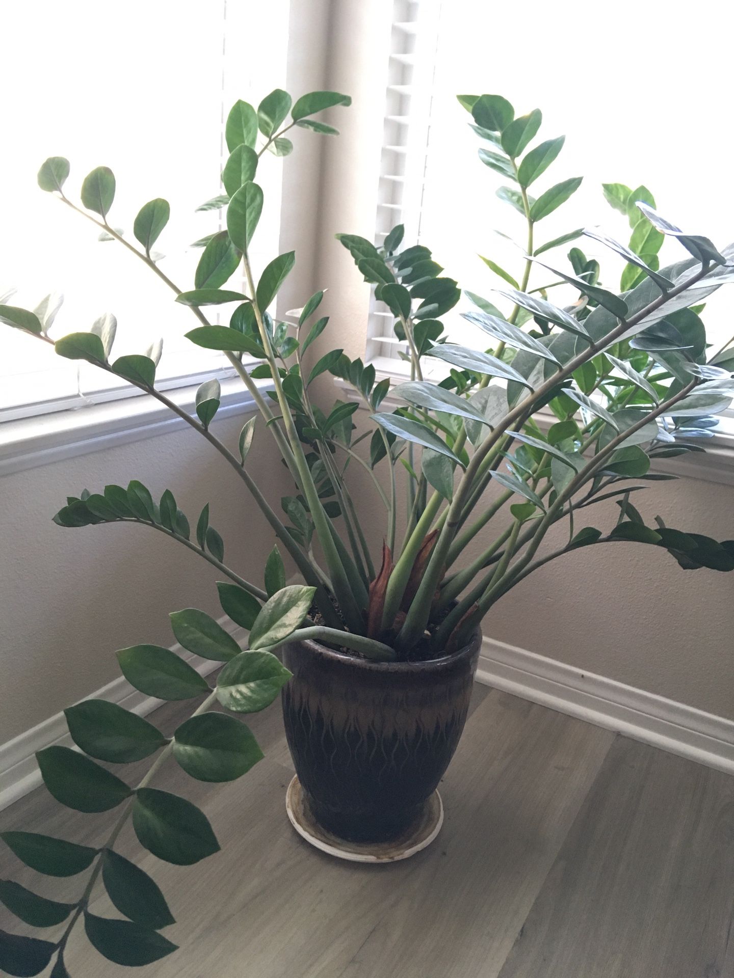 Huge ZZ Plant With Ceramic Pot
