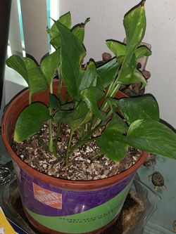 Plants