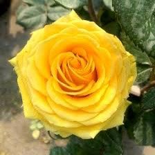 Rare European, Japan rose plants :       Butter Scotch 