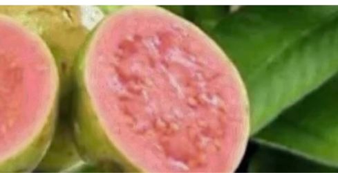Pink Guava Trees 3 1/2 The Tall $40 Each Price Firm
