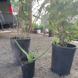 Plants For Sale 