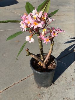 Plumerias and dragon fruit in 5 gallon pots