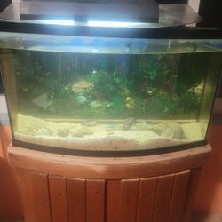 Fish Tanks 