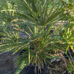 $275 Mediterranean Palm That Is Pictured 