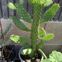 Plantas Cactus 🌵 Plants