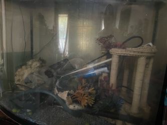 35 gallon fish tank