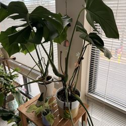 Plant Monstera 