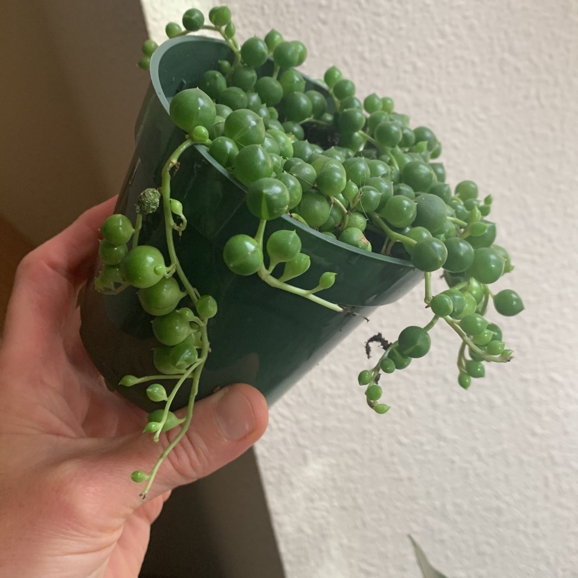 String Of Pearls 