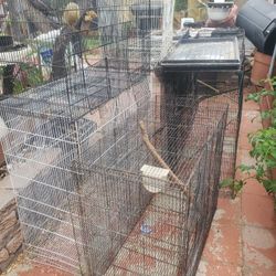 Bird Cages