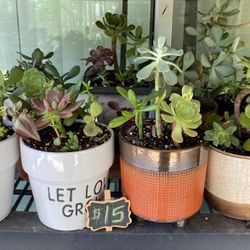 Many Beautifully Potted Succulents