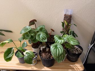 Plants PURGE -  White Wizard, Alocasia, Begonias, Monsteray Lechleriana and Peperomia Watermelons