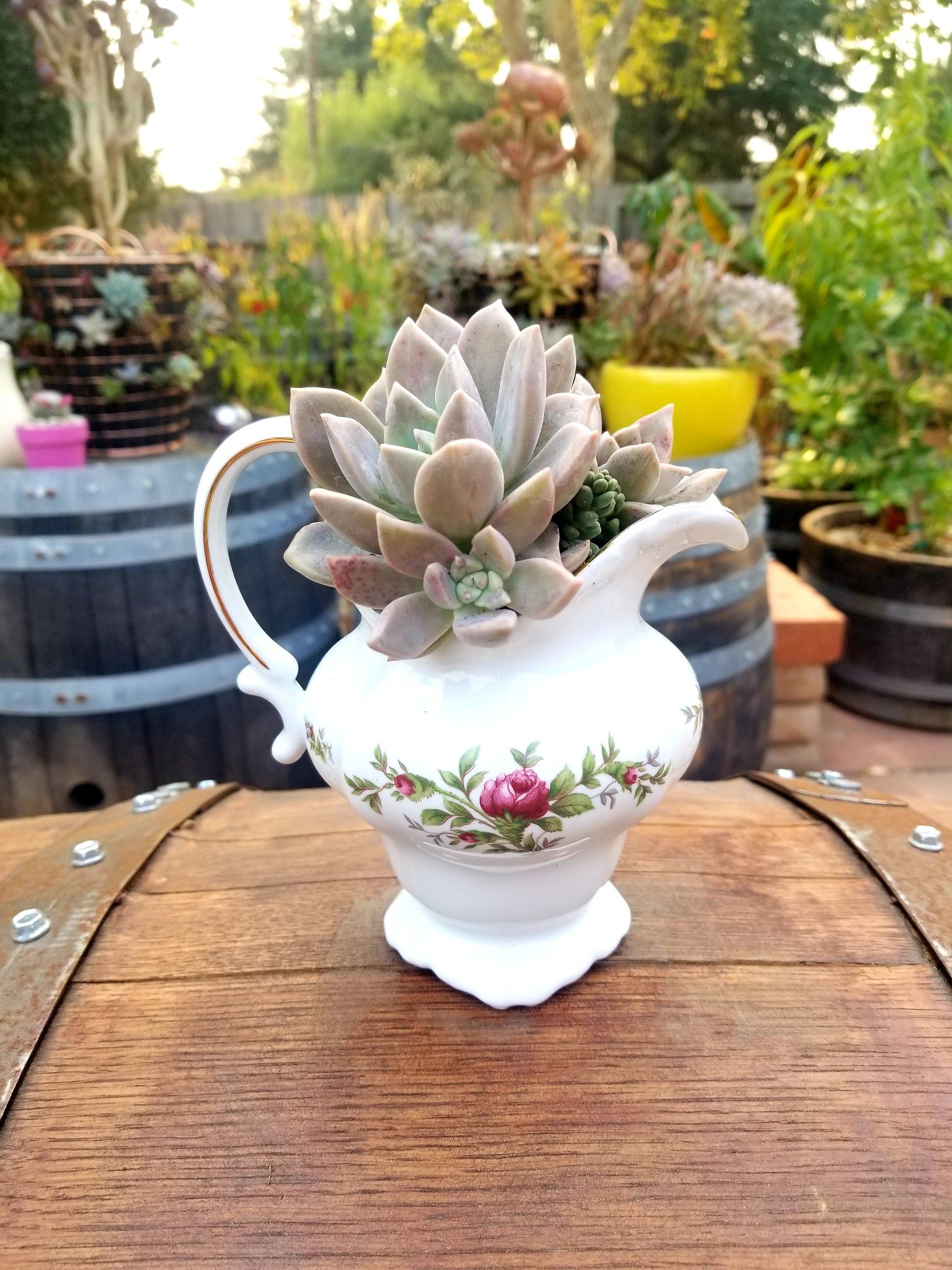 Succulent and an antique small pitcher